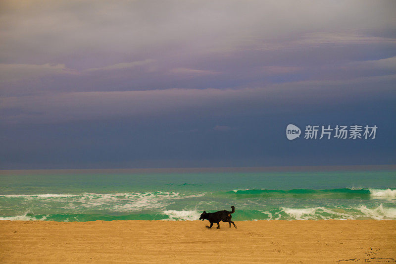 在夏威夷考艾岛波利黑尔州立公园的海滩上，一只Beauceron Shepherd。日出的时刻。